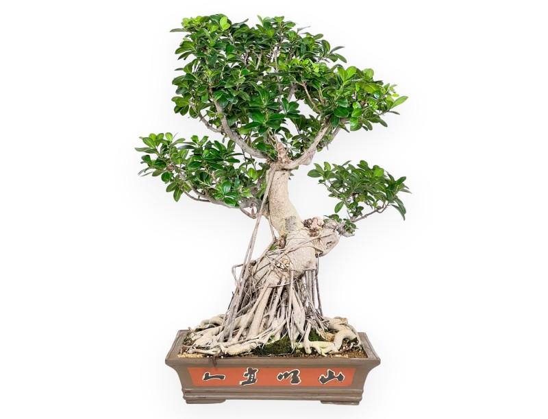 Ficus bonsái de 93 cm | Maceta rectangular de gres