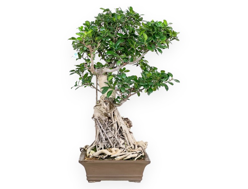 Ficus bonsái de 93 cm | Maceta rectangular de gres