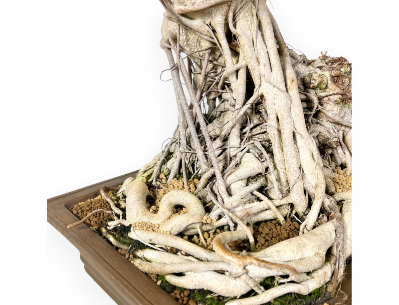 Ficus bonsái de 93 cm | Maceta rectangular de gres