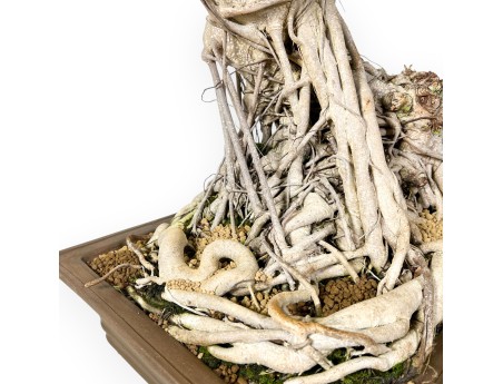 Ficus bonsái de 93 cm | Maceta rectangular de gres
