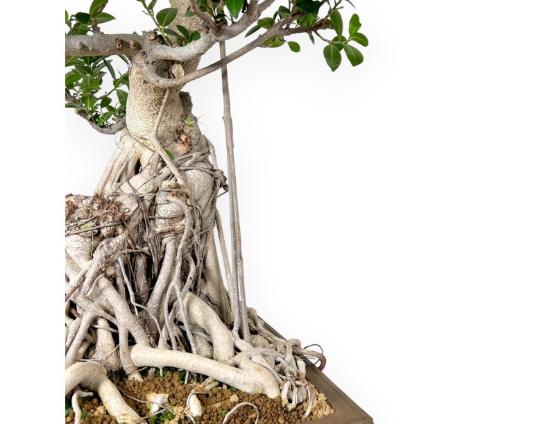 Ficus bonsái de 93 cm | Maceta rectangular de gres