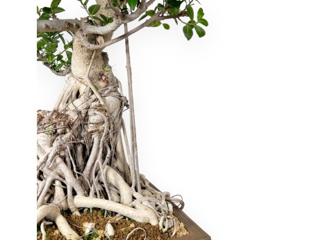 Ficus bonsái de 93 cm | Maceta rectangular de gres