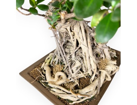 Ficus bonsái de 93 cm | Maceta rectangular de gres