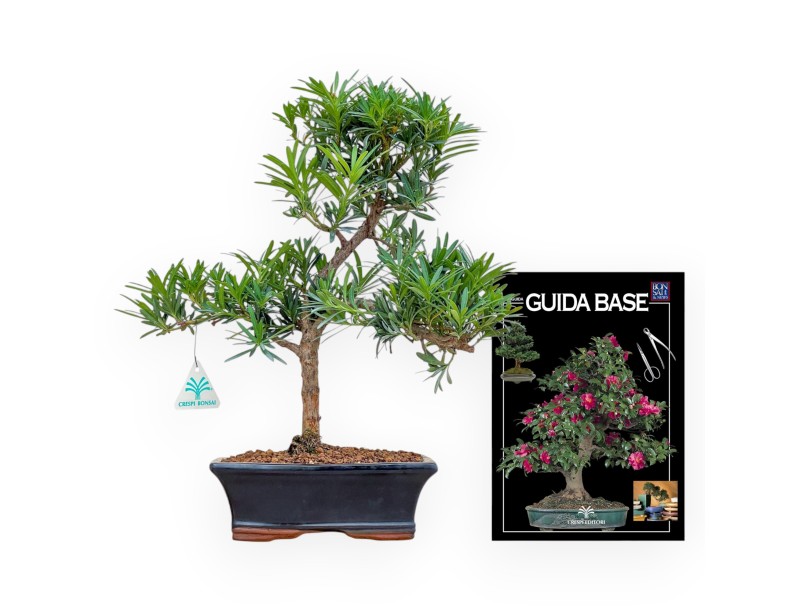 Podocarpus Macrophylla - Podokarp - 42 cm