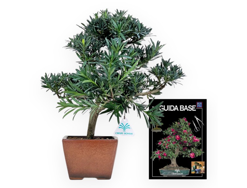 Podocarpus Macrophylla - 44 cm