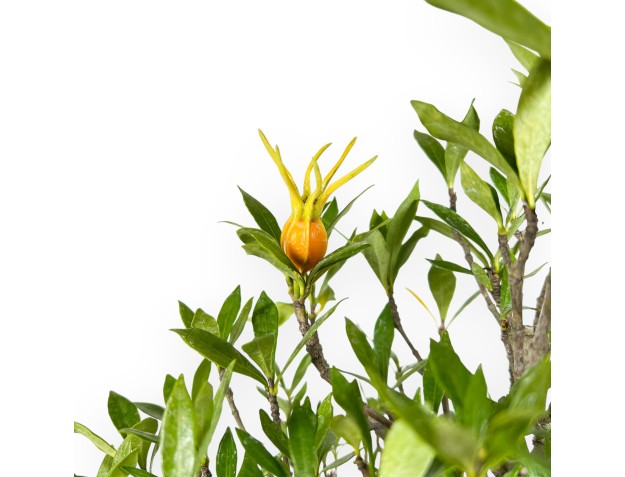 Bonsai di Gardenia da 50 cm | Vaso a nuvola turchese 2