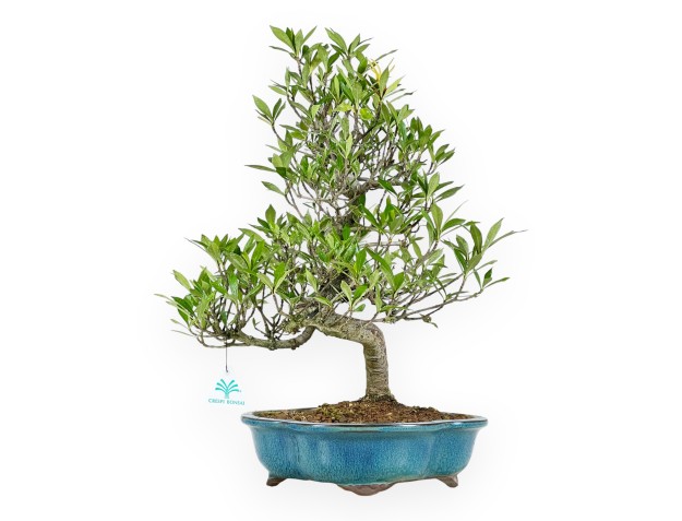 Bonsai di Gardenia da 50 cm | Vaso a nuvola turchese