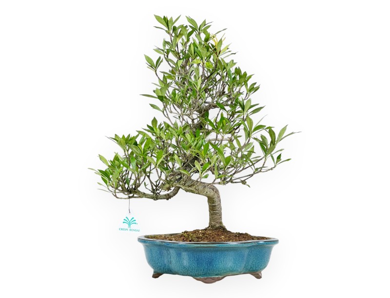 Bonsai di Gardenia da 50 cm | Vaso a nuvola turchese