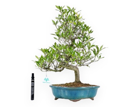 Bonsai di Gardenia da 50 cm | Vaso a nuvola turchese