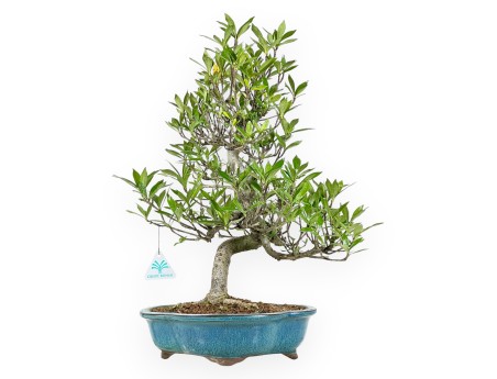 Bonsai di Gardenia da 50 cm | Vaso a nuvola turchese