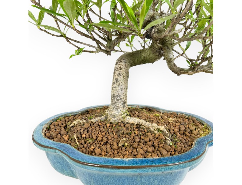 Bonsai di Gardenia da 50 cm | Vaso a nuvola turchese
