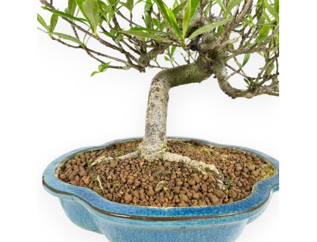 Bonsai di Gardenia da 50 cm | Vaso a nuvola turchese