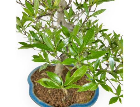Bonsai di Gardenia da 50 cm | Vaso a nuvola turchese
