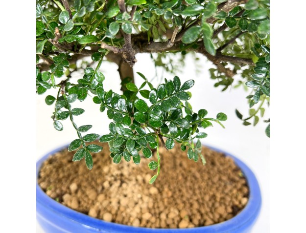 Pfefferbaum bonsai von 37 cm | Oval blau Topf 2