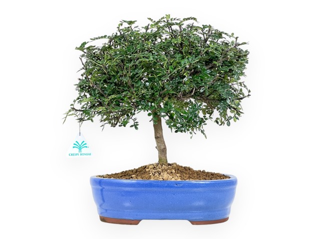 Bonsai di albero del pepe da 37 cm | Vaso ovale blu