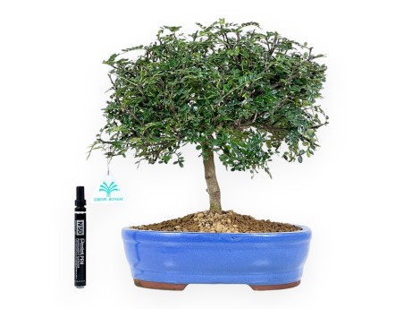 Árbol del pimienta bonsái de 37 cm | Maceta oval azul