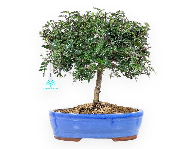 Bonsai di albero del pepe da 37 cm | Vaso ovale blu