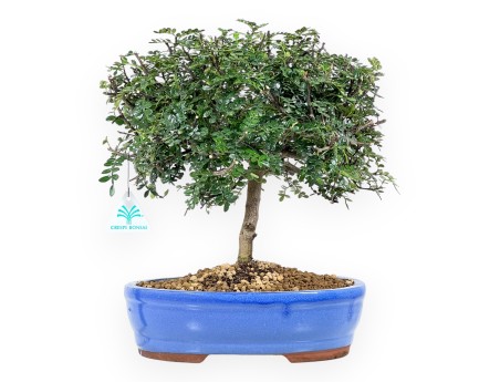 Arbre poivrier bonsaï de 37 cm | Pot ovale bleu