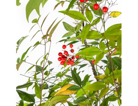 Nandina bonsai 70 cm | Beige oval pot
