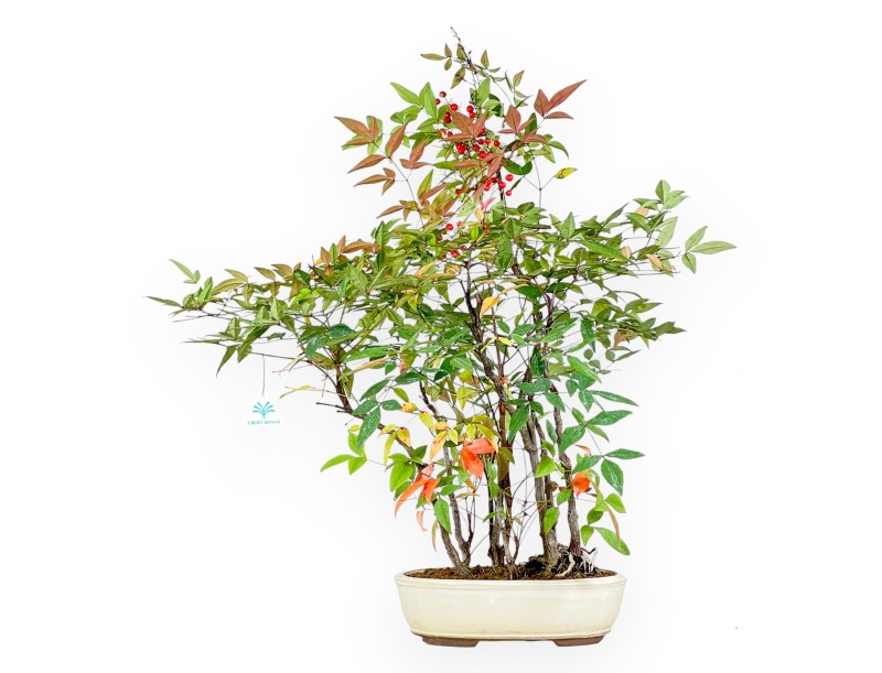Nandina bonsai 70 cm | Beige oval pot