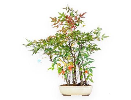 Nandina bonsai 70 cm | Beige oval pot