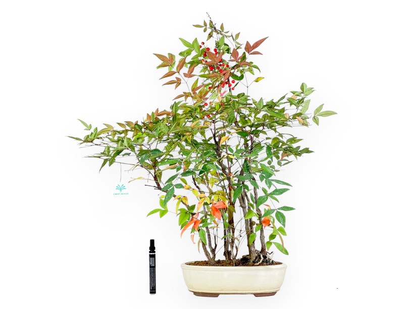 Nandina bonsai 70 cm | Beige oval pot