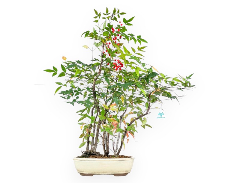 Nandina bonsai 70 cm | Beige oval pot