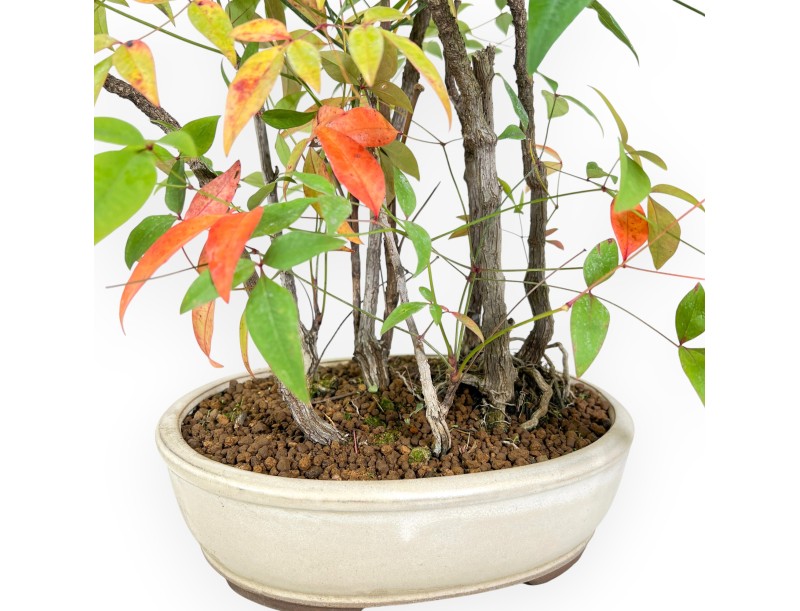 Nandina bonsai 70 cm | Beige oval pot