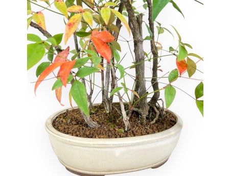 Nandina bonsai 70 cm | Beige oval pot