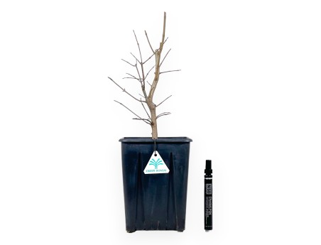 Planta de arce de 44 cm para cultivar | Maceta de plástico