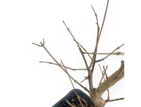 44 cm maple plant | Plastic pot