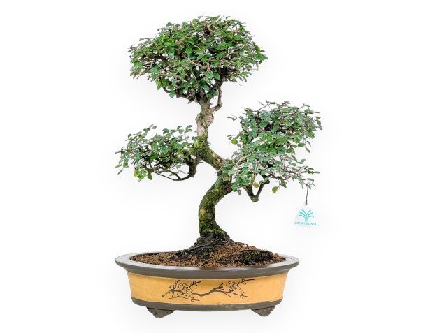 Zelkova nire bonsai 52 cm | Oval stoneware pot