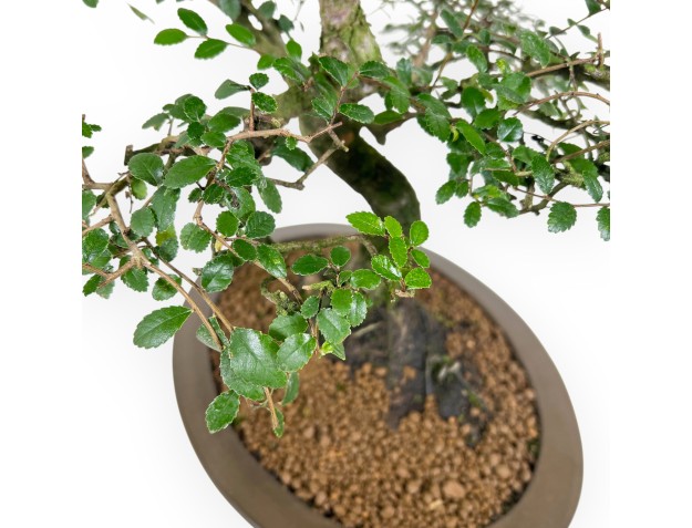 Zelkova nire Bonsai von 52 cm | Oval Steingut Topf 2