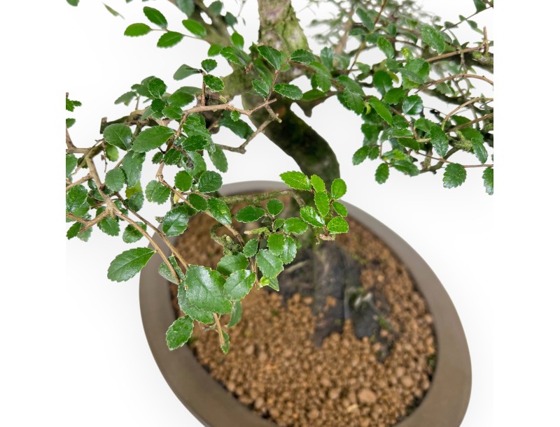 Zelkova nire bonsaï de 52 cm | Pot ovale en grès