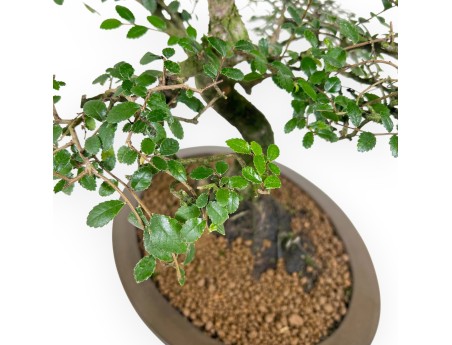 Zelkova nire bonsaï de 52 cm | Pot ovale en grès