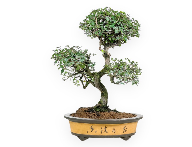 Bonsai di Zelkova nire da 52 cm | Vaso ovale grès