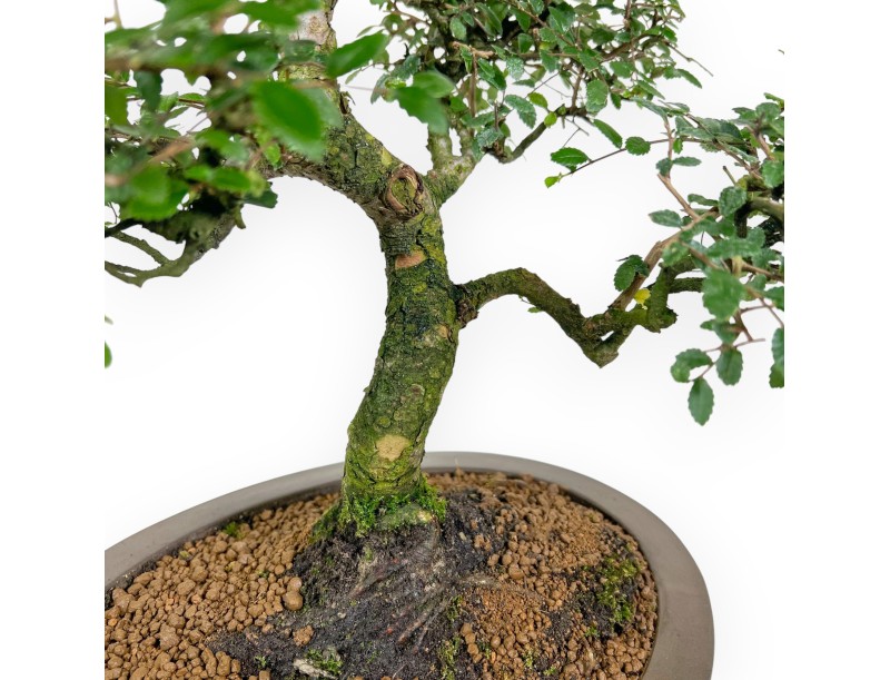 Bonsai di Zelkova nire da 52 cm | Vaso ovale grès
