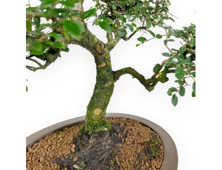 Bonsai di Zelkova nire da 52 cm | Vaso ovale grès