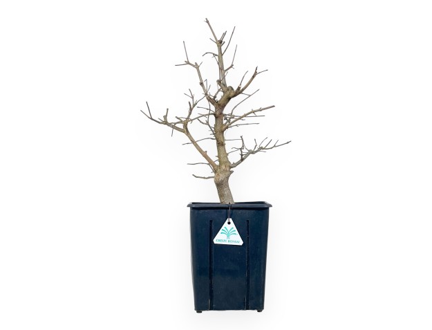 Maple work plant 50 cm | Plastic pot