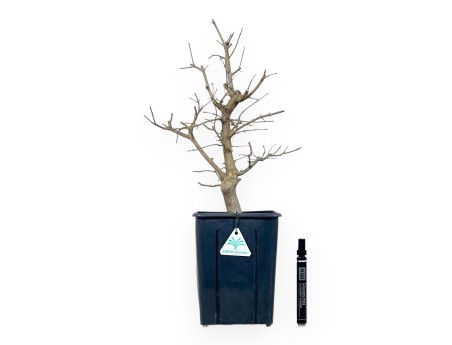 Maple work plant 50 cm | Plastic pot