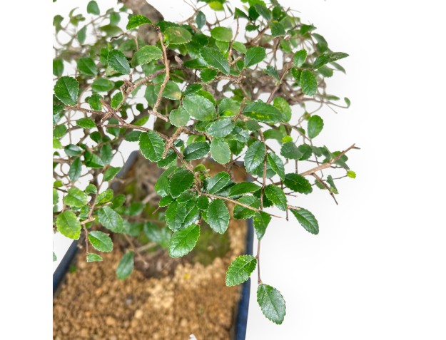Zelkova nire bonsaï de 55 cm | Pot rectangulaire bleu 2