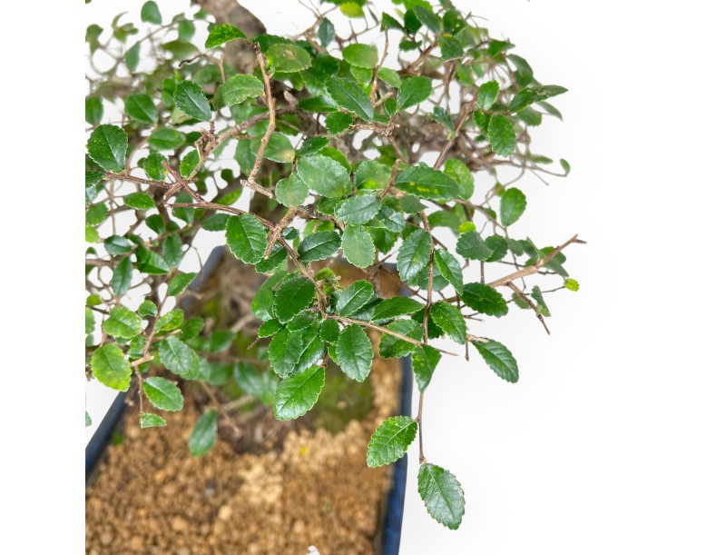 Zelkova nire bonsaï de 55 cm | Pot rectangulaire bleu