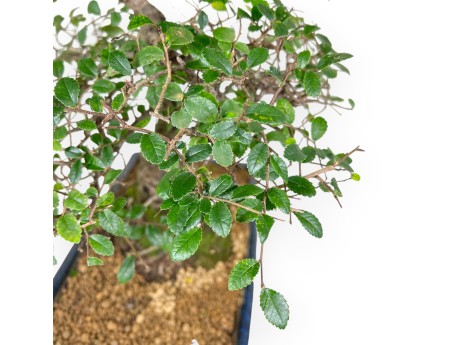 Bonsai di Zelkova nire da 55 cm | Vaso rettangolare blu