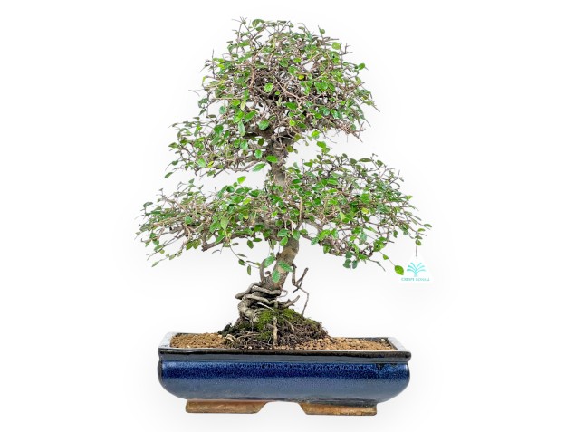 Zelkova nire bonsai 55 cm | Blue rectangular pot
