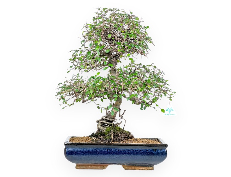 Zelkova nire bonsai 55 cm | Blue rectangular pot