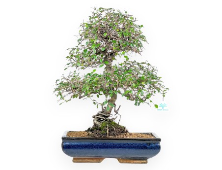 Bonsai di Zelkova nire da 55 cm | Vaso rettangolare blu