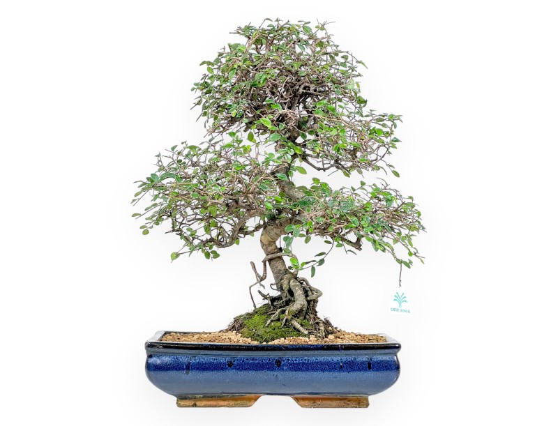 Zelkova nire bonsaï de 55 cm | Pot rectangulaire bleu