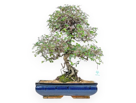 Zelkova nire Bonsai von 55 cm | Rechteckig blau Topf