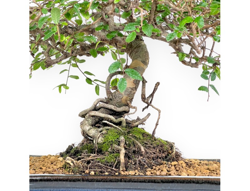 Zelkova nire bonsaï de 55 cm | Pot rectangulaire bleu