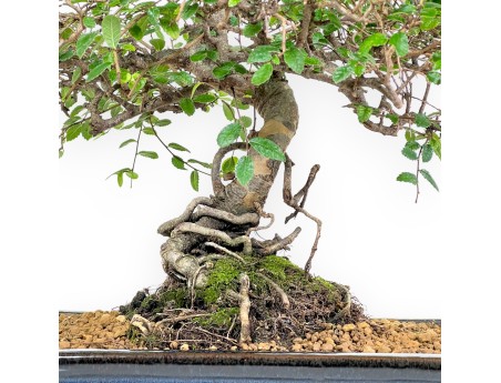 Zelkova nire bonsaï de 55 cm | Pot rectangulaire bleu